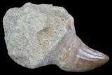 Rooted Mosasaur (Prognathodon) Tooth #72865-1
